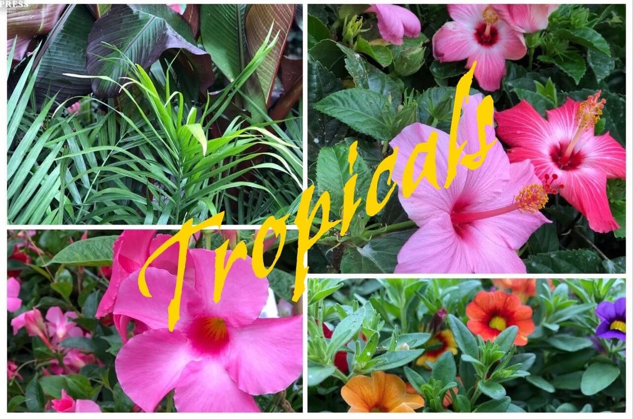 M & D Farms - Tropicals